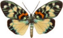schmetterling029079.jpg