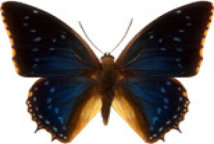 schmetterling029080.jpg