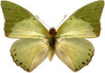 schmetterling029081.jpg