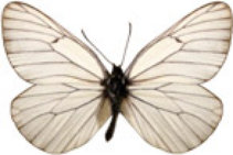 schmetterling029082.jpg