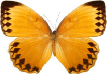 schmetterling029083.jpg