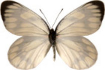 schmetterling029084.jpg