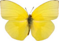 schmetterling029085.jpg
