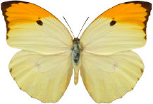 schmetterling029086.jpg