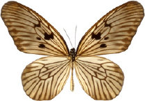 schmetterling029087.jpg