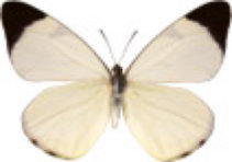 schmetterling029088.jpg