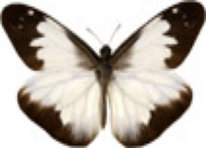 schmetterling029089.jpg