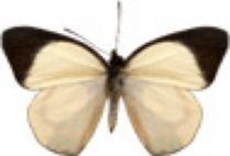 schmetterling029090.jpg