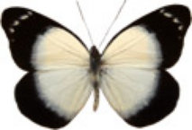 schmetterling029092.jpg