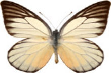 schmetterling029093.jpg