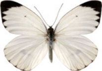 schmetterling029094.jpg