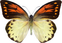 schmetterling029095.jpg
