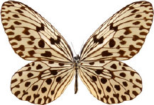 schmetterling029096.jpg