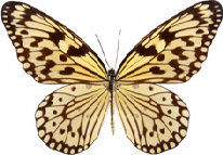 schmetterling029097.jpg