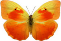 schmetterling029098.jpg