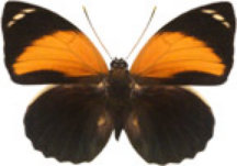 schmetterling0300100.jpg