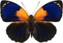 schmetterling0300101.jpg