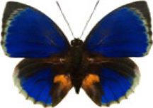 schmetterling0300102.jpg