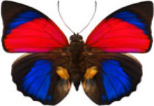 schmetterling0300103.jpg