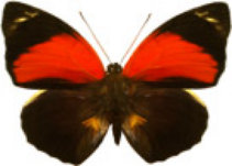 schmetterling0300104.jpg
