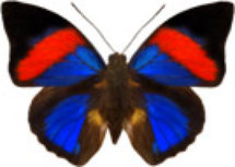 schmetterling0300106.jpg