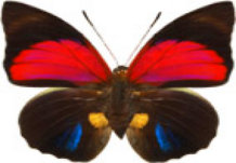 schmetterling0300107.jpg