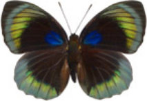 schmetterling0300108.jpg