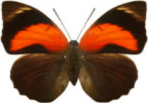 schmetterling0300109.jpg