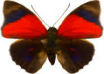 schmetterling0300110.jpg