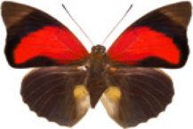 schmetterling0300111.jpg