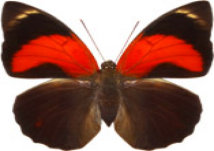schmetterling0300112.jpg