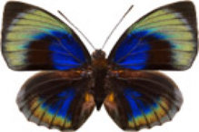 schmetterling0300113.jpg