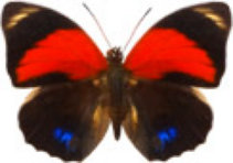 schmetterling0300114.jpg