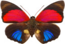 schmetterling0300115.jpg