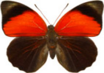 schmetterling0300116.jpg