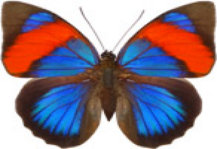 schmetterling0300117.jpg