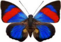 schmetterling0300118.jpg