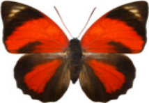 schmetterling0300119.jpg