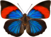 schmetterling0300120.jpg