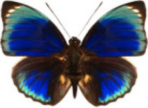 schmetterling0300121.jpg