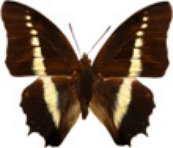 schmetterling0300122.jpg