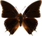 schmetterling0300123.jpg