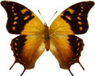 schmetterling0300124.jpg