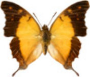 schmetterling0300125.jpg