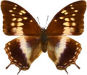 schmetterling0300126.jpg