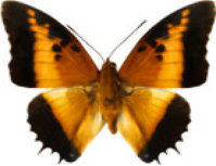 schmetterling0300127.jpg