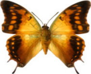 schmetterling0300128.jpg