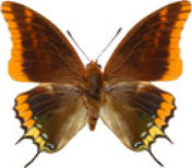 schmetterling0300129.jpg