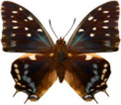 schmetterling0300130.jpg