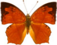 schmetterling0300131.jpg